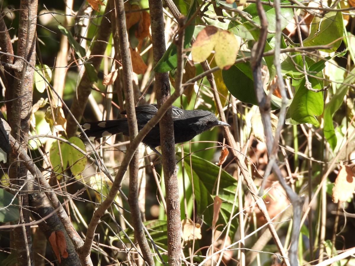 Bananal Antbird - ML621852960