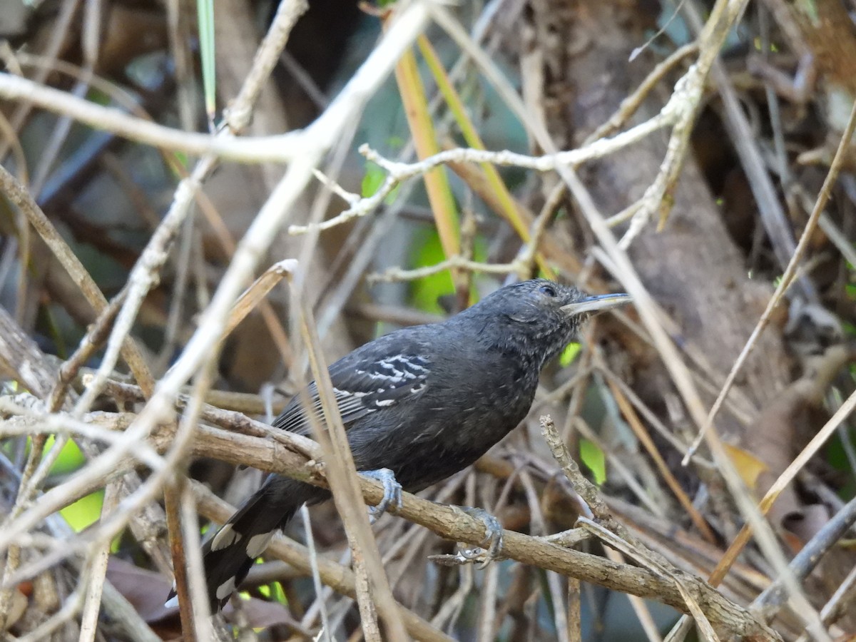 Bananal Antbird - ML621852961