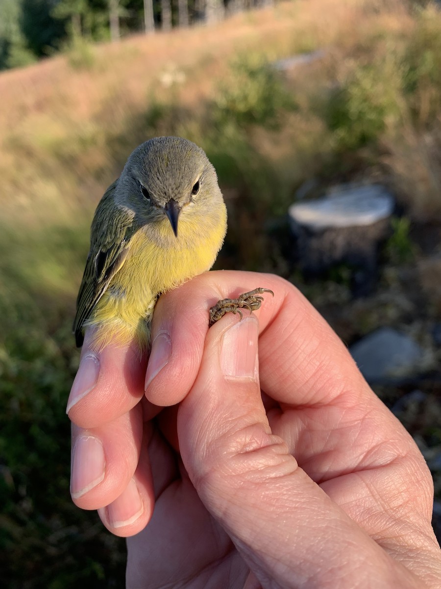 Orange-crowned Warbler (Gray-headed) - W. Douglas Robinson