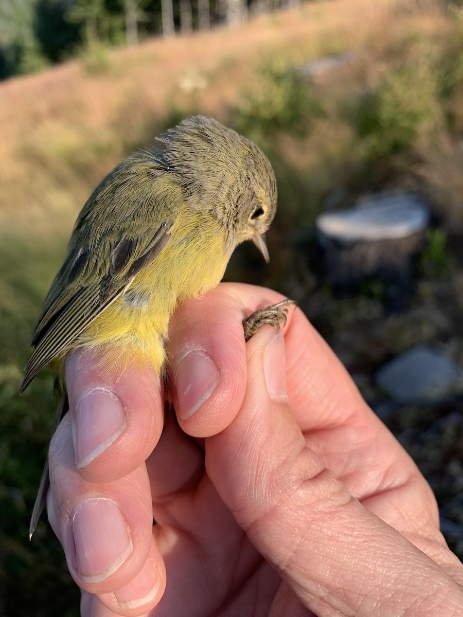 Orangefleck-Waldsänger (celata/orestera) - ML621852968