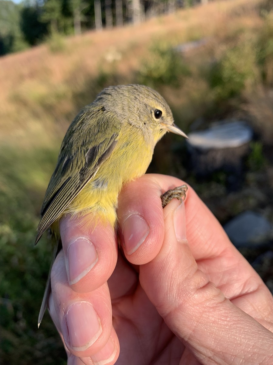 Orange-crowned Warbler (Gray-headed) - ML621852970