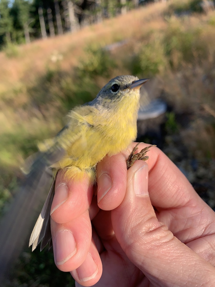 Orangefleck-Waldsänger (celata/orestera) - ML621852976