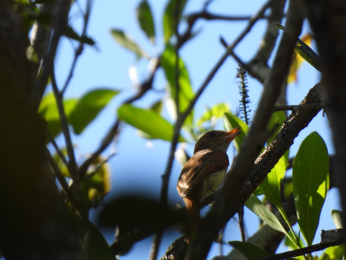 Ash-throated Casiornis - ML621852977