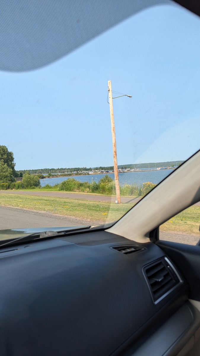 American White Pelican - ML621853005