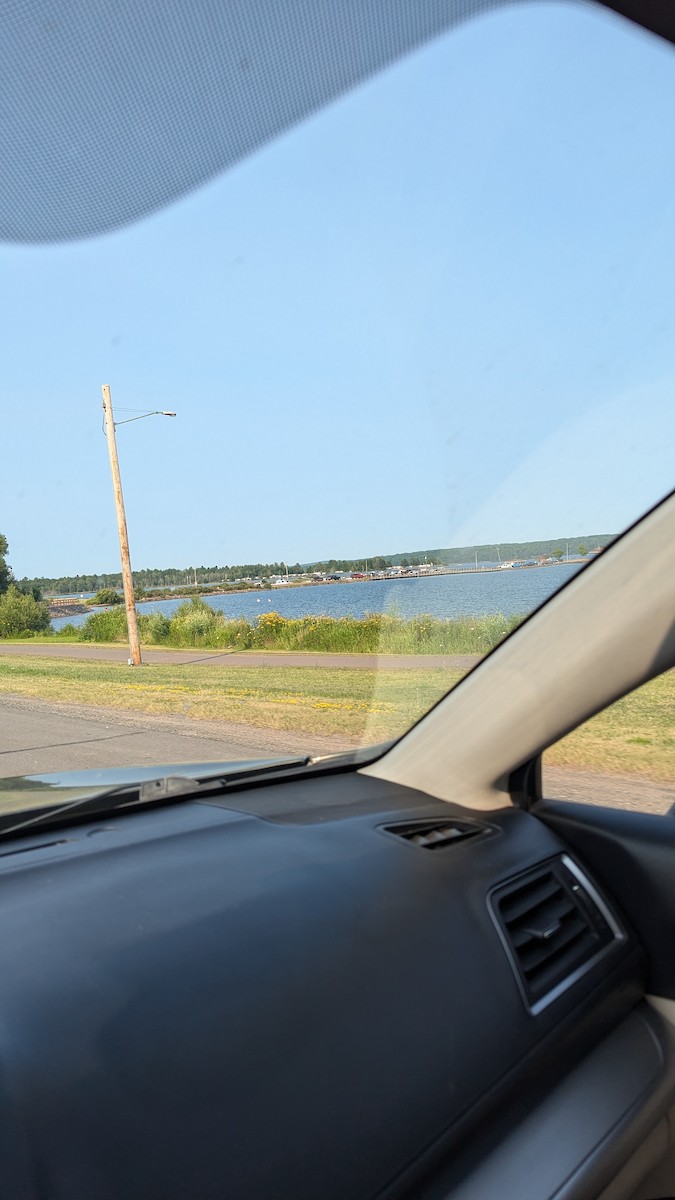 American White Pelican - ML621853006