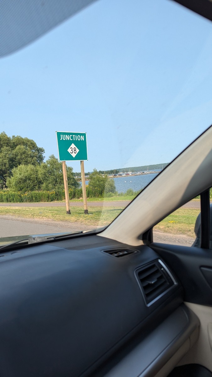 American White Pelican - ML621853007