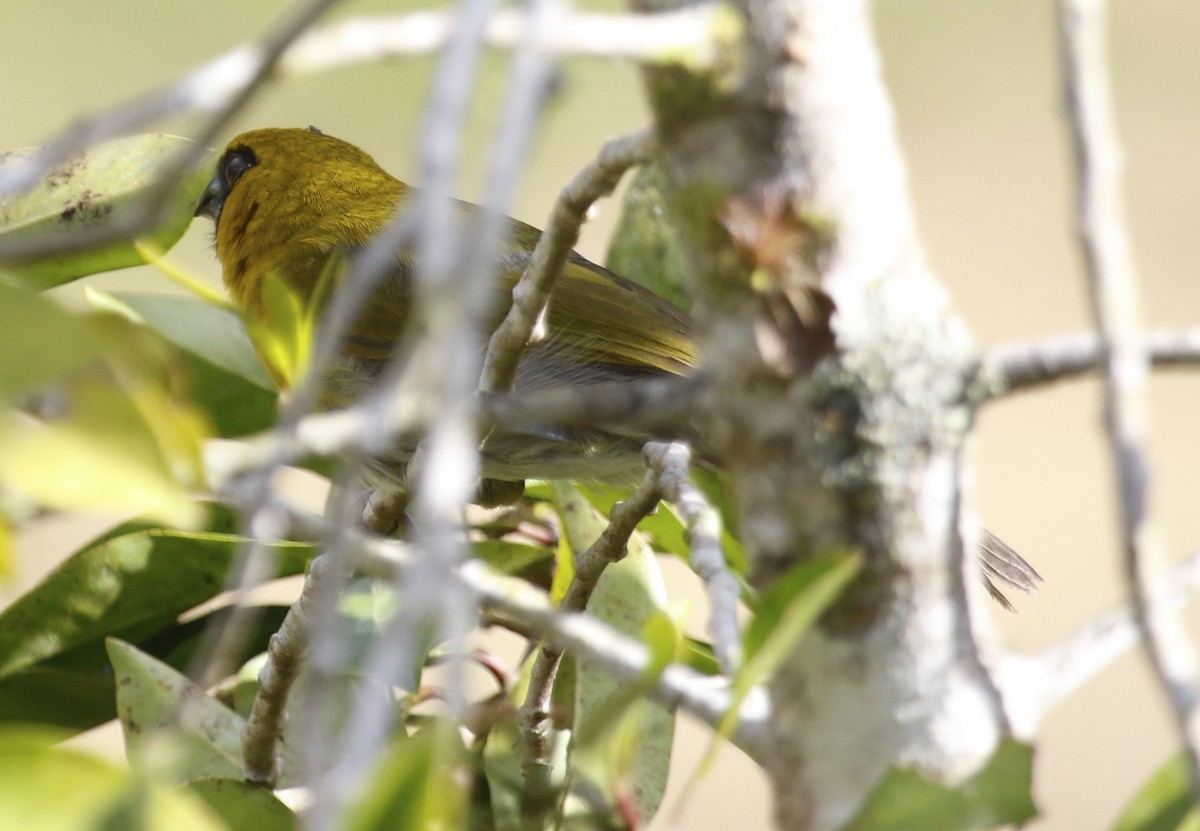 Black-faced Grosbeak - ML621853016