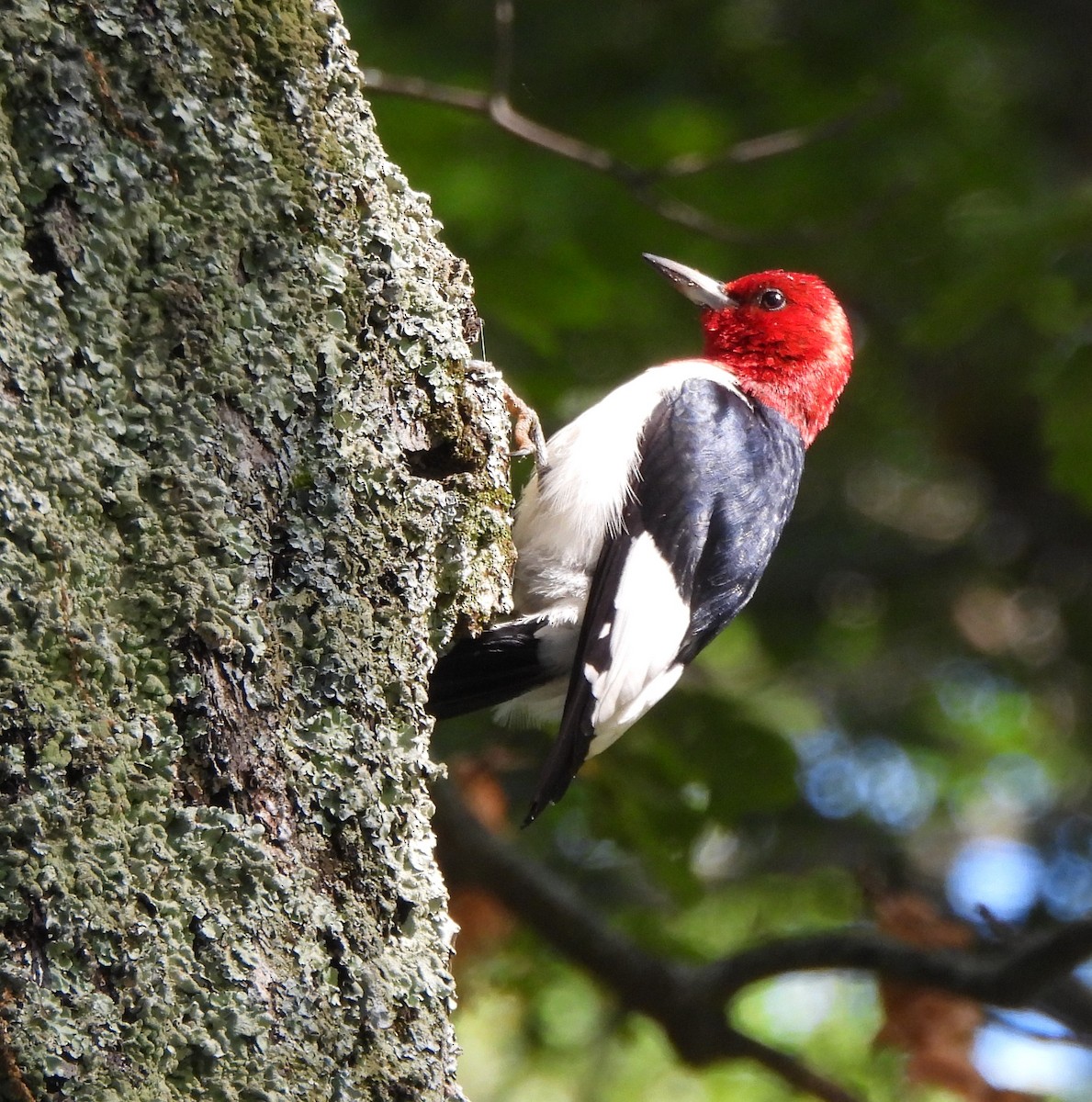 Red-headed Woodpecker - ML621853020