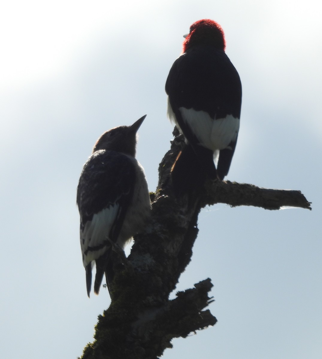 Red-headed Woodpecker - ML621853022