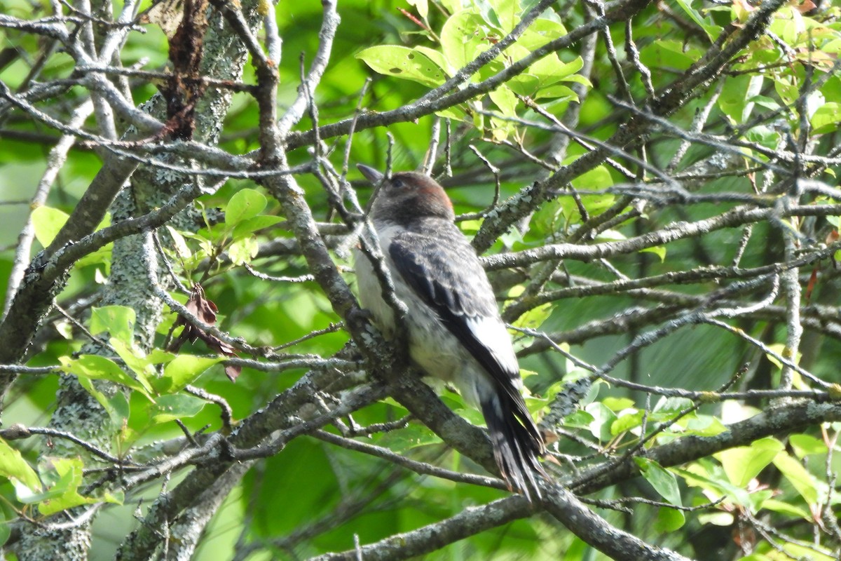 Red-headed Woodpecker - ML621853029