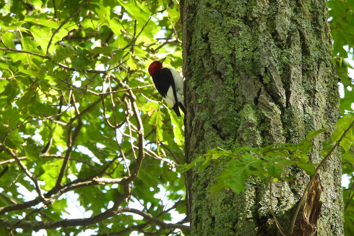 Red-headed Woodpecker - ML621853037