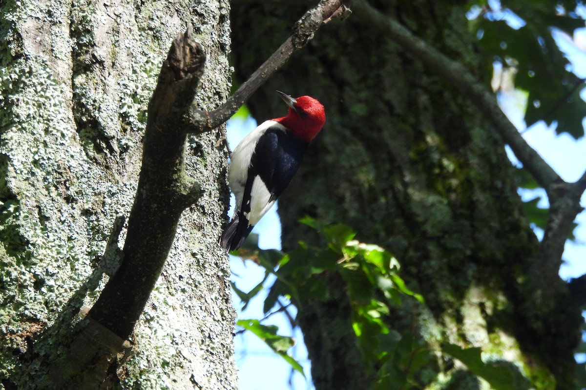 Red-headed Woodpecker - ML621853040