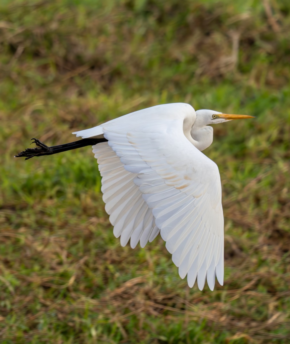 Great Egret - ML621853045