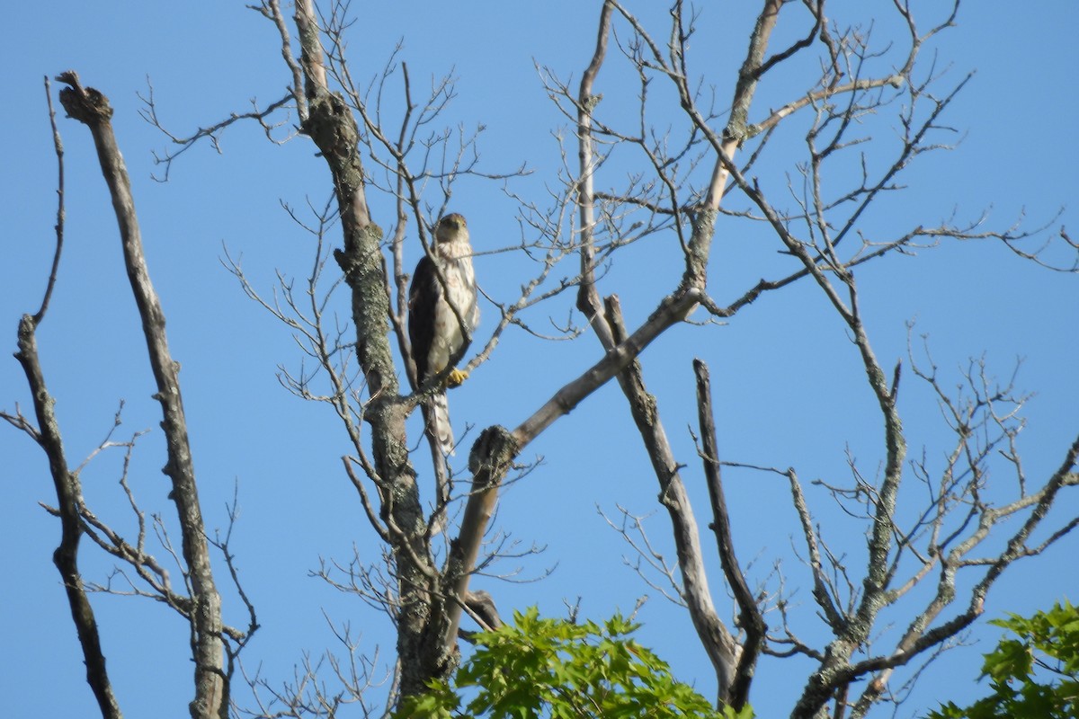 Cooper's Hawk - ML621853053