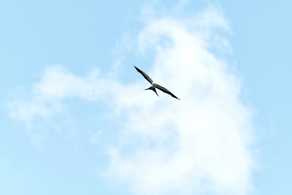 Swallow-tailed Kite - ML621853067