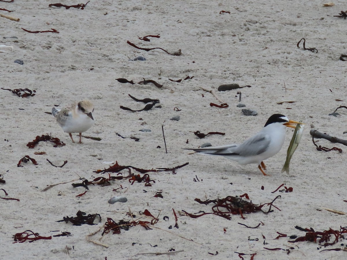 Least Tern - ML621853074