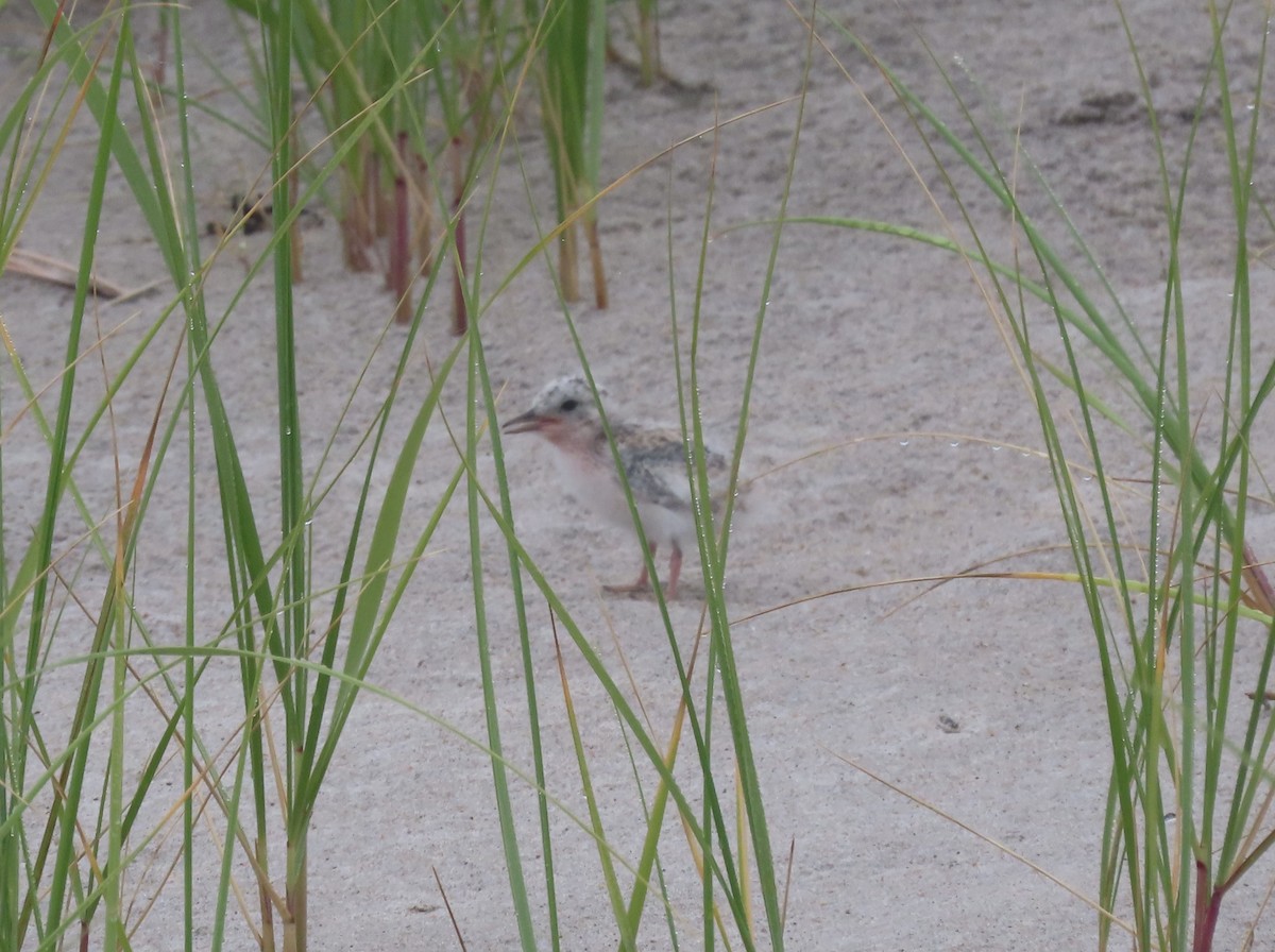 Least Tern - ML621853077