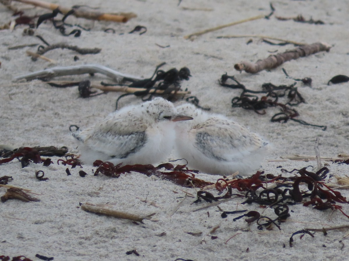 Least Tern - ML621853078