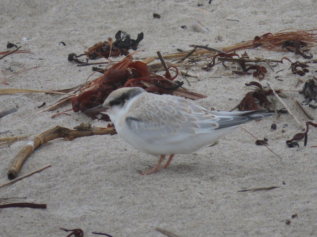 Least Tern - ML621853079