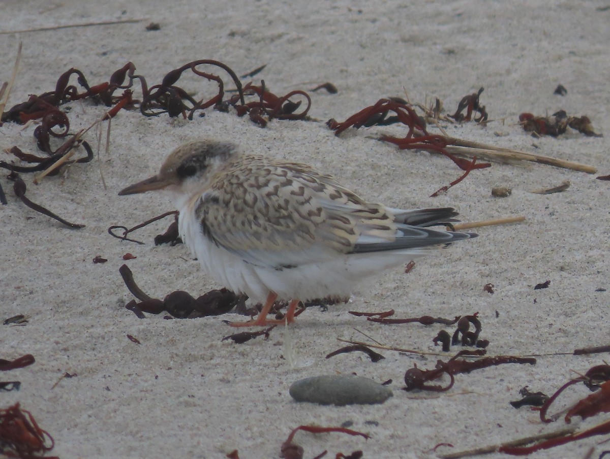 Least Tern - ML621853080