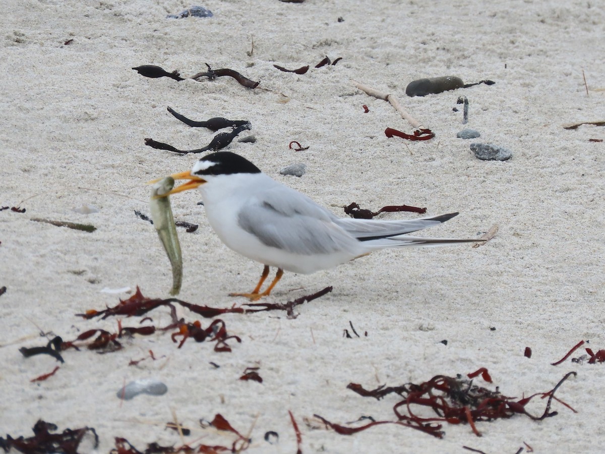 Least Tern - ML621853081