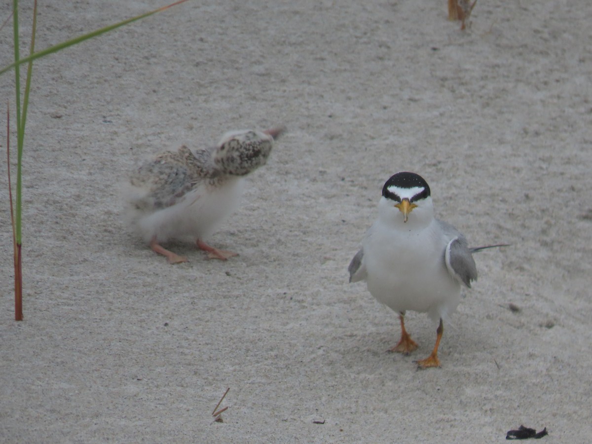 Least Tern - ML621853082