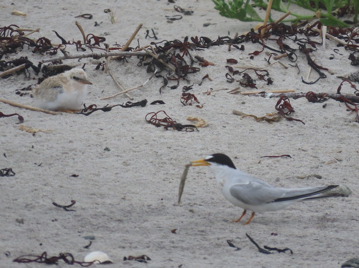 Least Tern - ML621853083