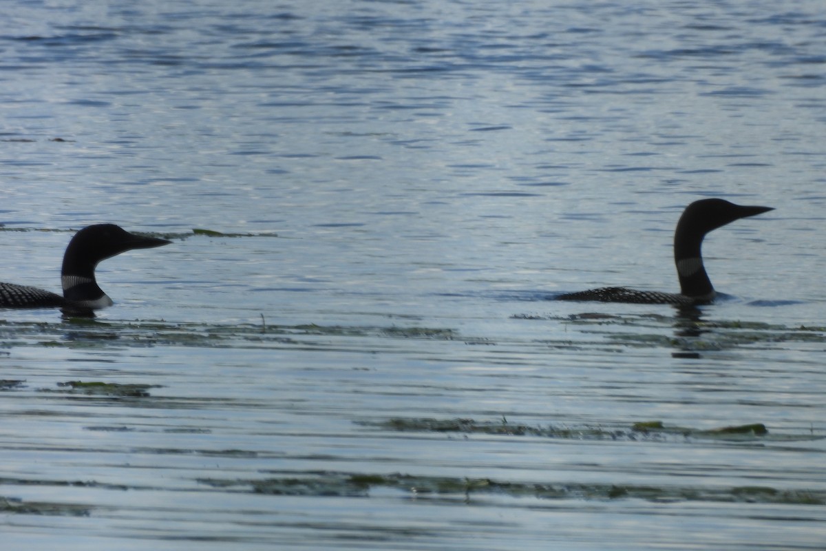 Plongeon huard - ML621853093