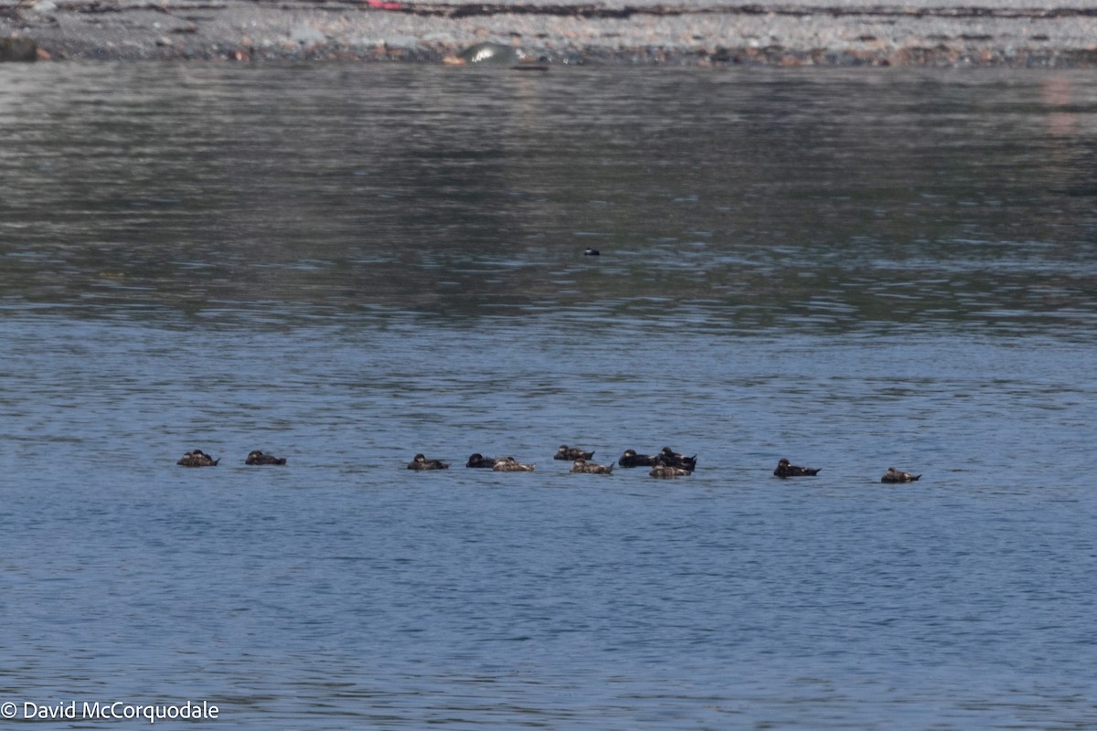 Black Scoter - ML621853099