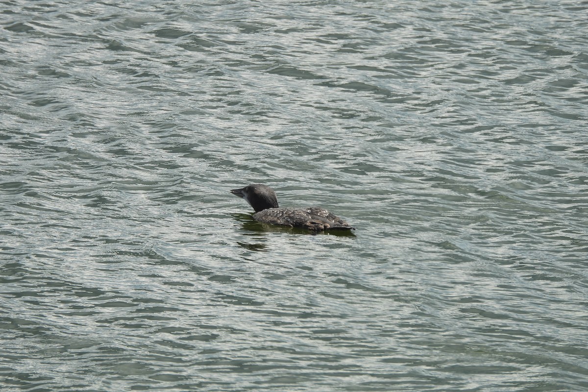 Common Loon - ML621853100