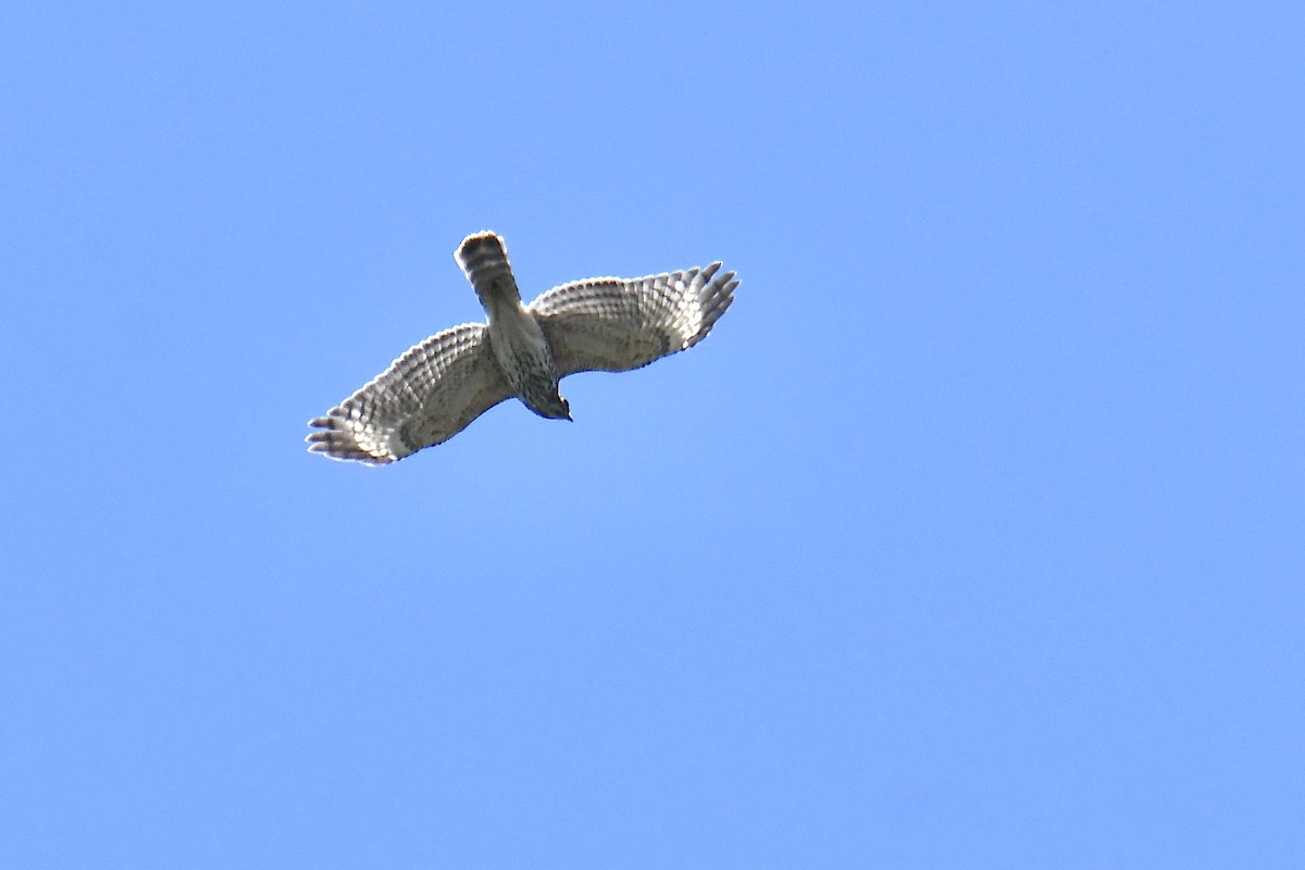 Red-shouldered Hawk - ML621853113