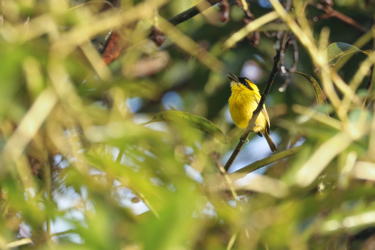 Yellow-browed Tody-Flycatcher - ML621853137