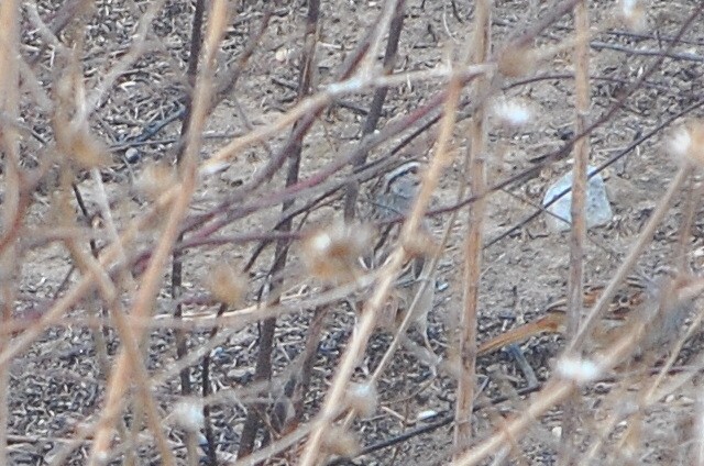 Cinnamon-tailed Sparrow - Daniel Juarez