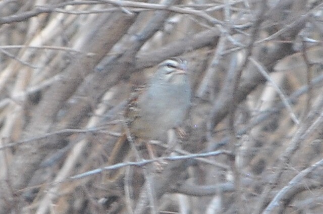 Cinnamon-tailed Sparrow - ML621853139