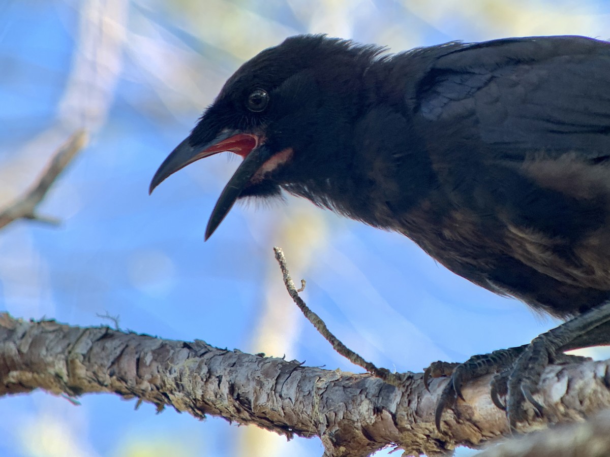 Hispaniolan Palm-Crow - ML621853142