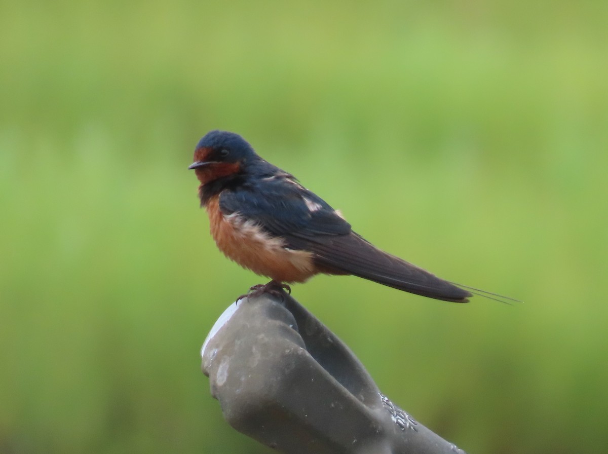 Barn Swallow - Pamela Hunt