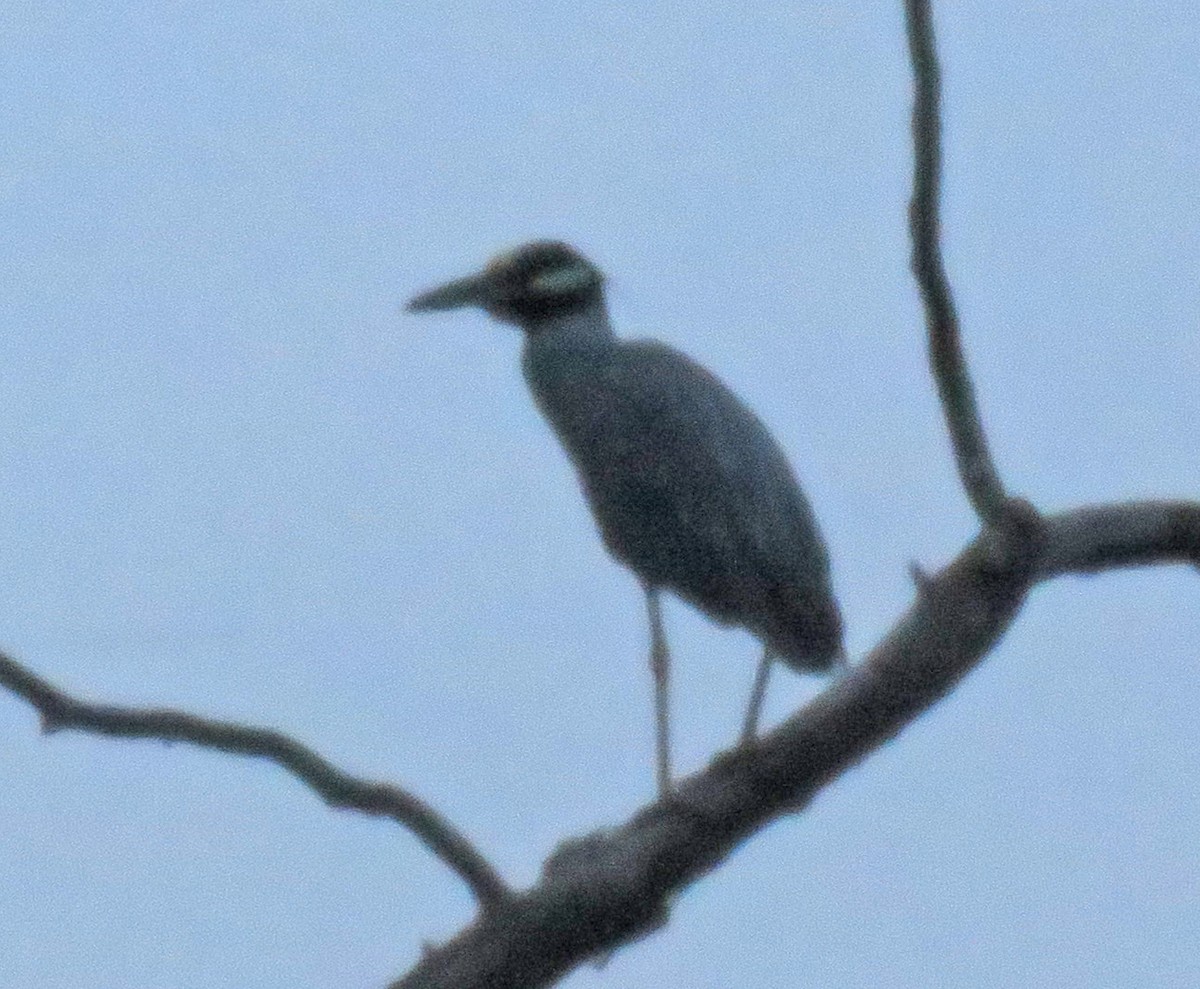 Yellow-crowned Night Heron - ML621853184