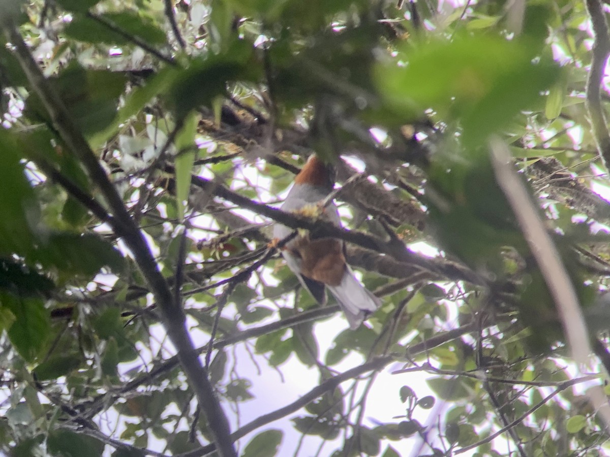 Rufous-throated Solitaire - ML621853202