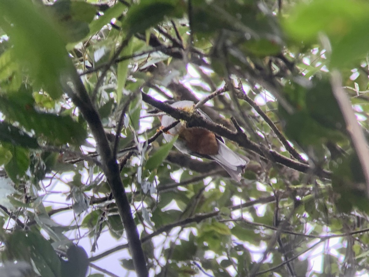 Rufous-throated Solitaire - ML621853203