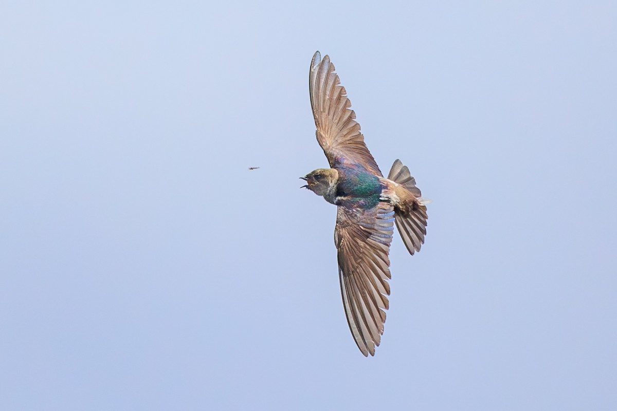 Violet-green Swallow - ML621853215