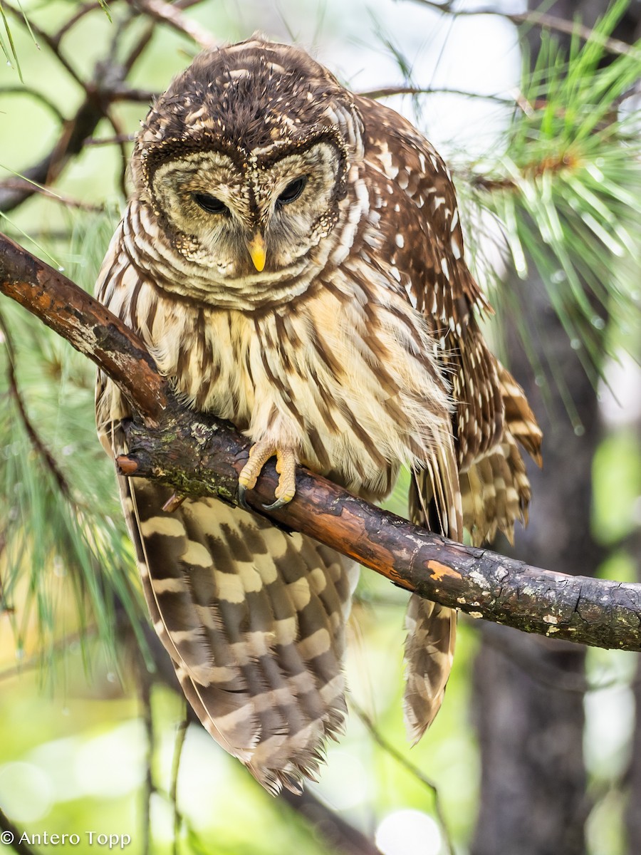 Barred Owl - ML621853216