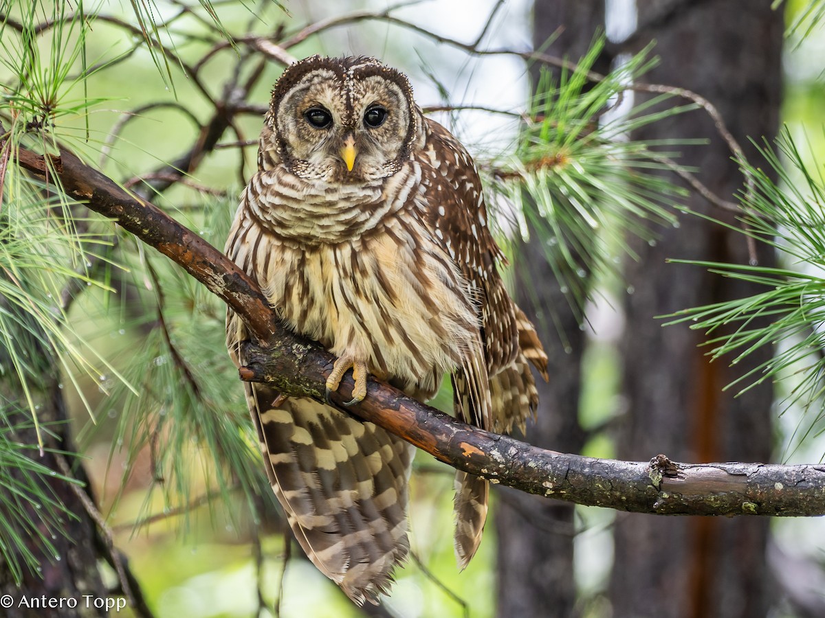 Barred Owl - ML621853217