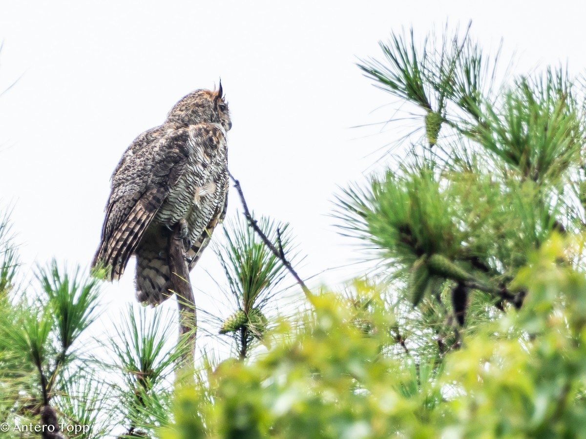 Great Horned Owl - ML621853230