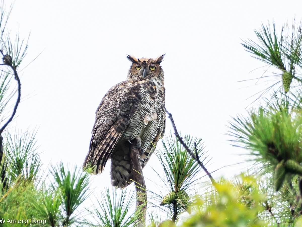 Great Horned Owl - ML621853231