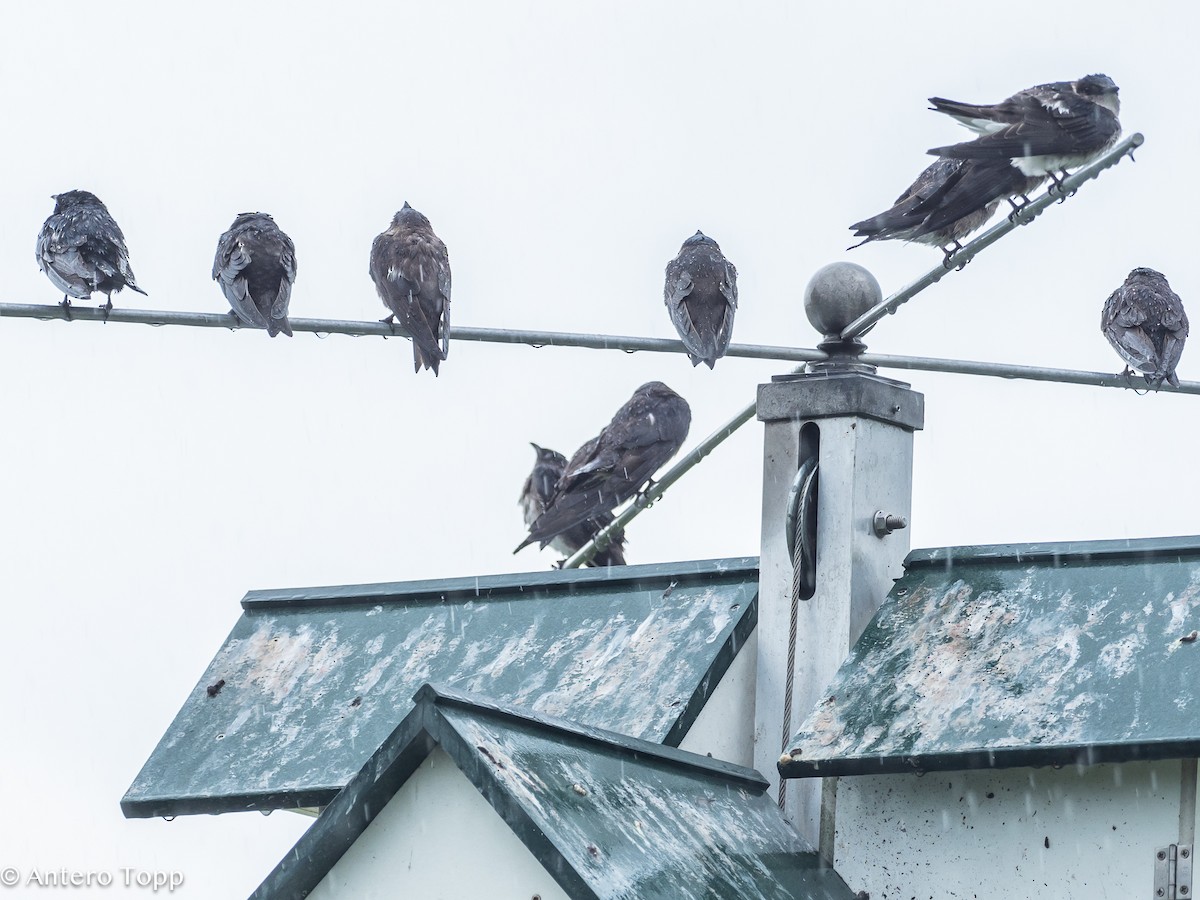 Purple Martin - Antero Topp