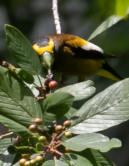 Evening Grosbeak - ML621853314