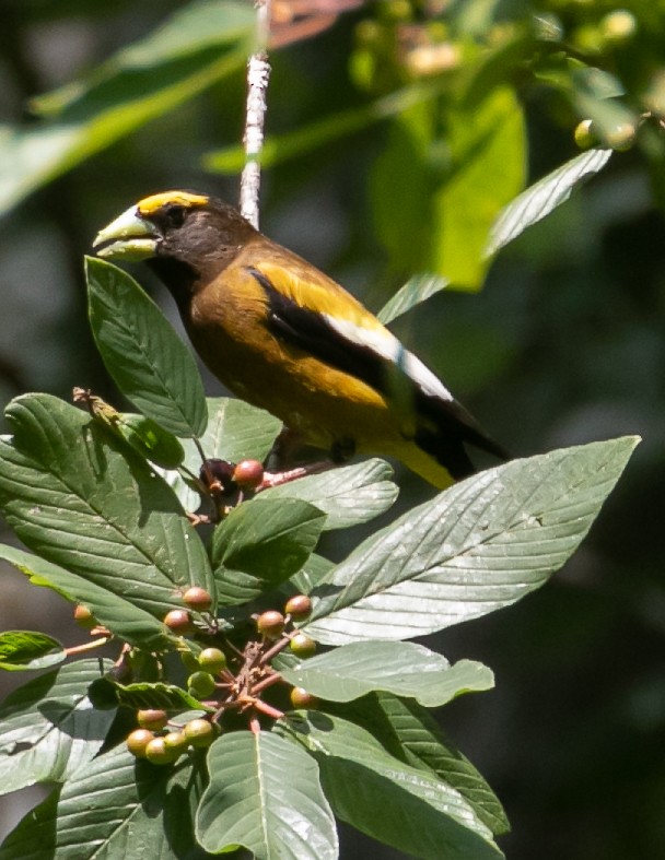 Evening Grosbeak - ML621853315