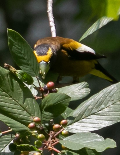 Evening Grosbeak - ML621853316