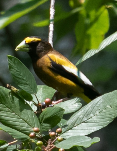 Evening Grosbeak - ML621853317