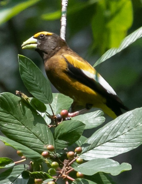 Evening Grosbeak - ML621853318